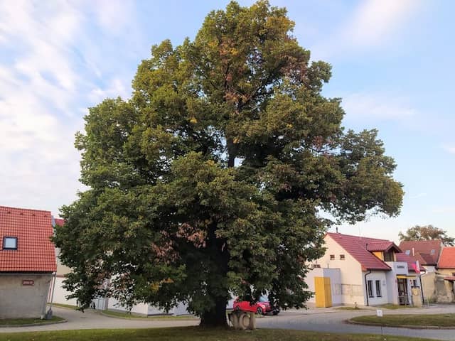 Památná lípa - Image 1