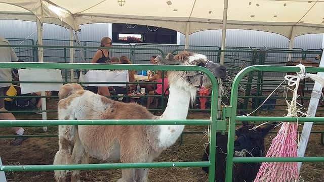 Pierce County Fairgrounds - Image 2
