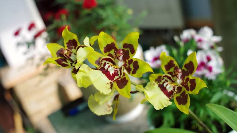 Vườn Lan Thanh Dũng - Image 1