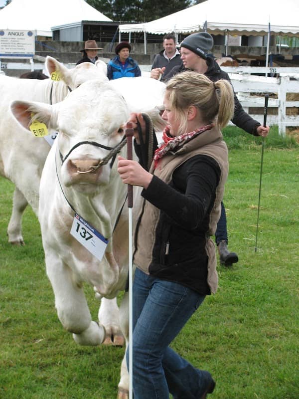Ellesmere A&P Showgrounds - Image 1