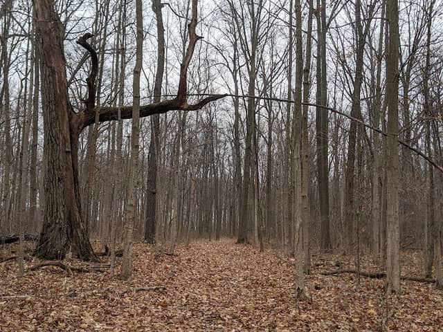 The Woods at Luscombe Farm - Image 1