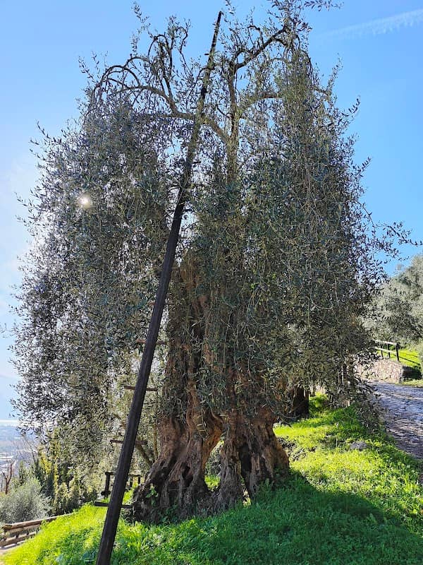 Oldest olive tree in Trentino - Image 1