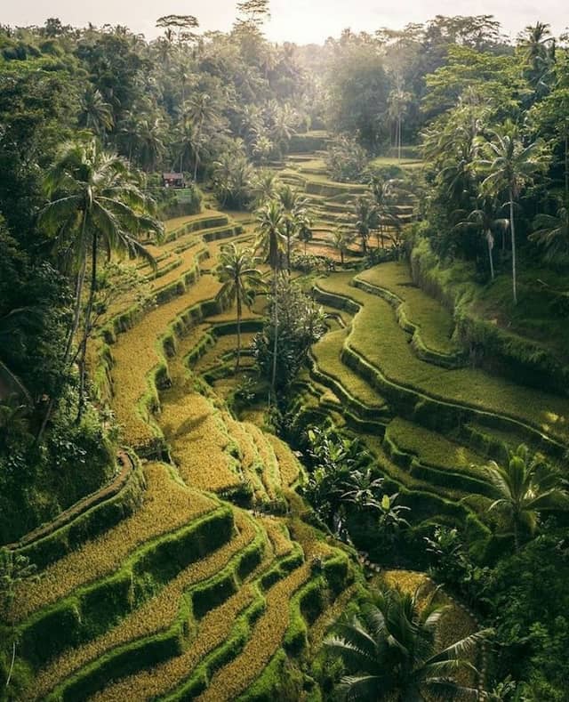 Ricefields Tegalalang Real - Image 1