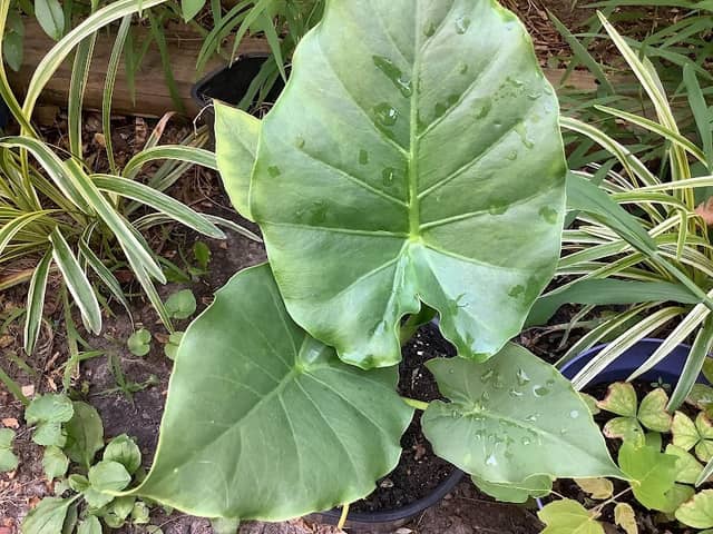Dave's Plants - Image 2