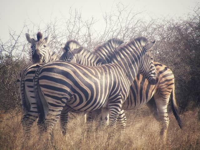 Ntandanyathi Game Viewing Hide - Image 2