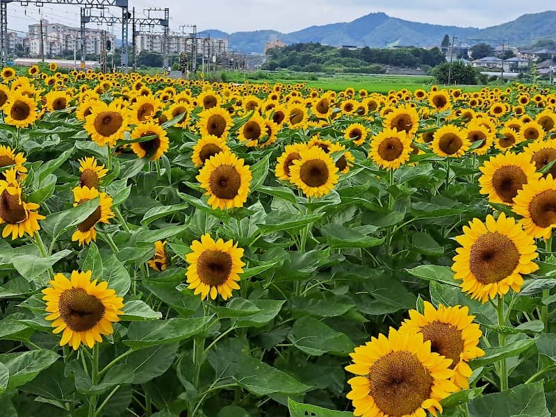 Sunflower Field - Image 1