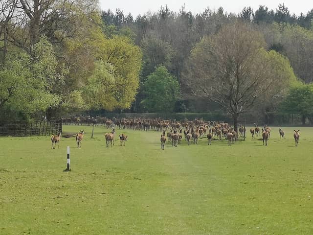 The Deer Park - Image 1
