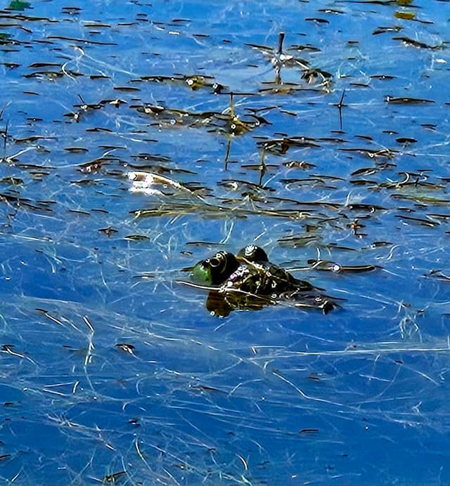 Butterfly Lake - Image 2
