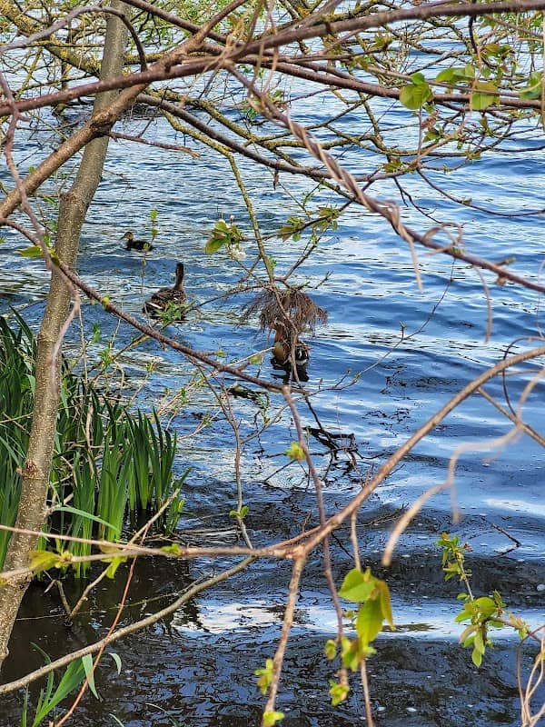 The Mere At Ellesmere Country Park - Image 1