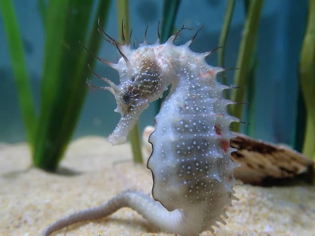 Anglesey Sea Zoo and Marine Resource Centre - Image 2