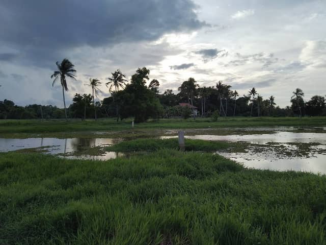 Kizhakambalam Wetlands - Image 1