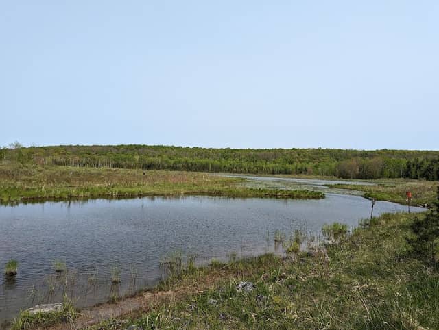 Bognor Marsh Management Area - Image 2