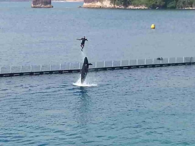 Sea Lion Stadium - Image 2