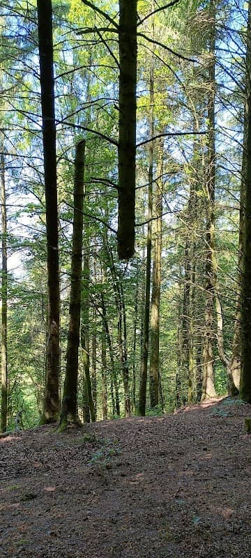 Blackborough forest - Image 1