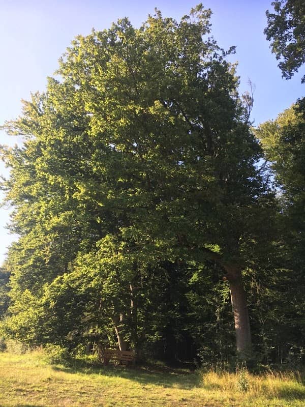 Tanjas Baum - Image 1