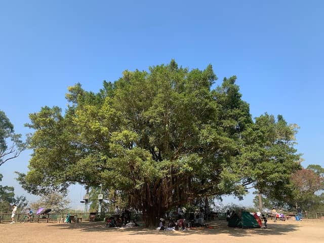 Tai Tong Tree Walk - Image 1