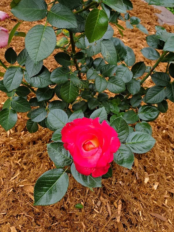 Anniversary Rose Garden - Image 3