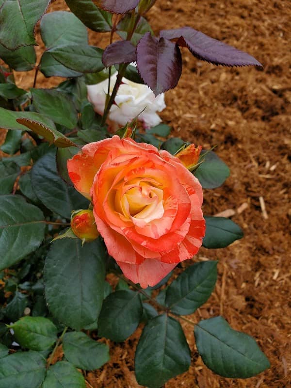 Anniversary Rose Garden - Image 2