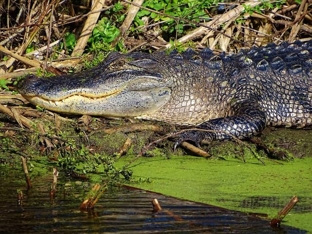 Lake Apopka Wildlife Drive - Image 3