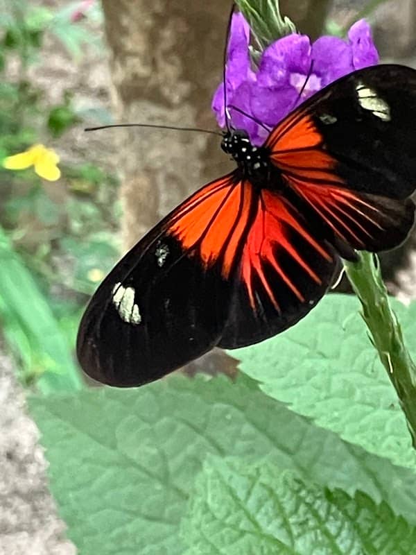 Butterfly House Nathaly Mindo - Image 3
