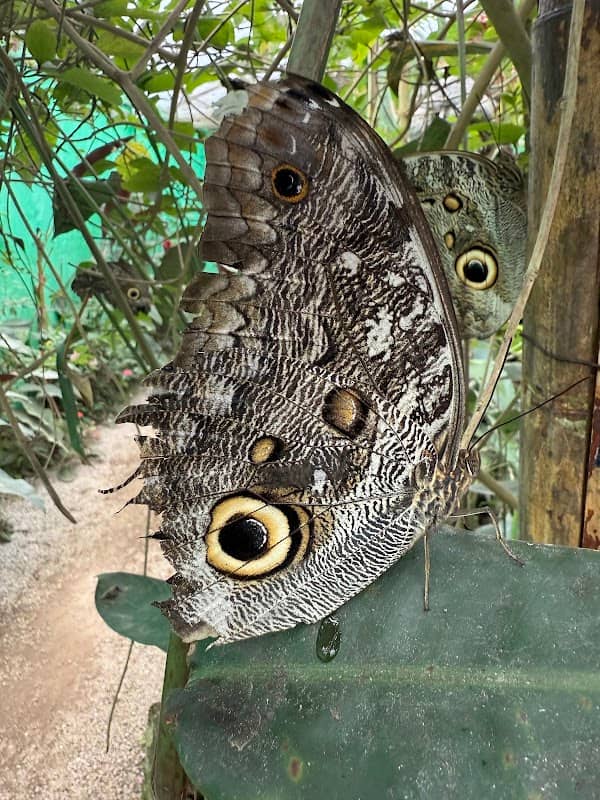 Butterfly House Nathaly Mindo - Image 2