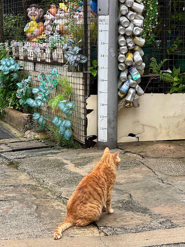 Kat Hing Street, Tai O - Image 1