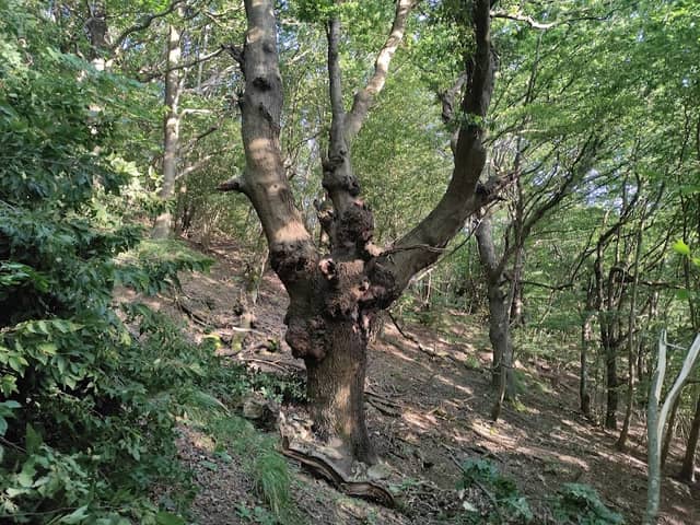 Quercia Secolare U Seru (Cerro) - Image 1