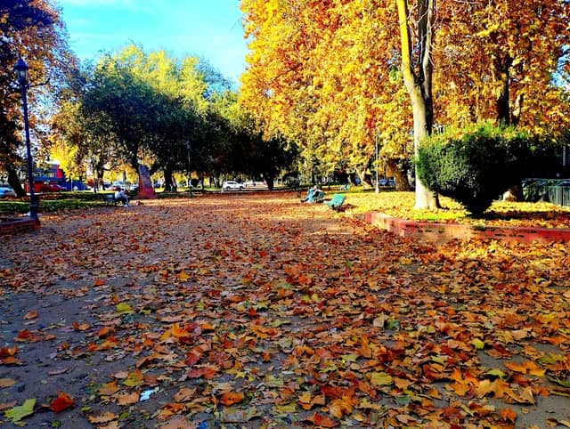 Alameda de talca - Image 1
