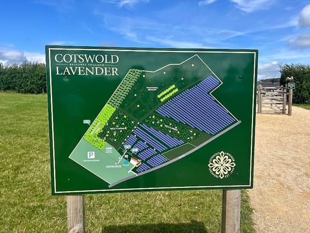 Cotswold Lavender - Image 2