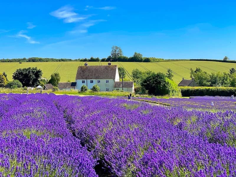 Cotswold Lavender - Image 3