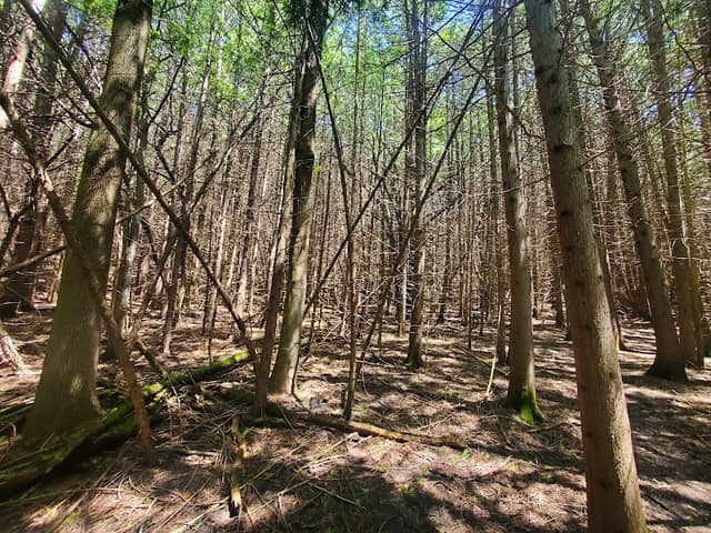 George G. Newton Nature Reserve - Image 1