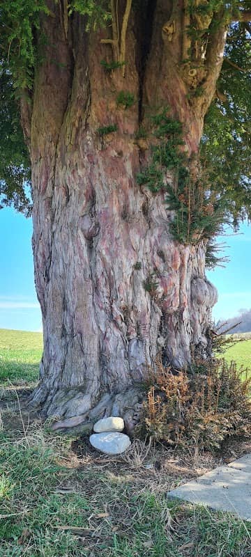 Taxus baccata - Image 2