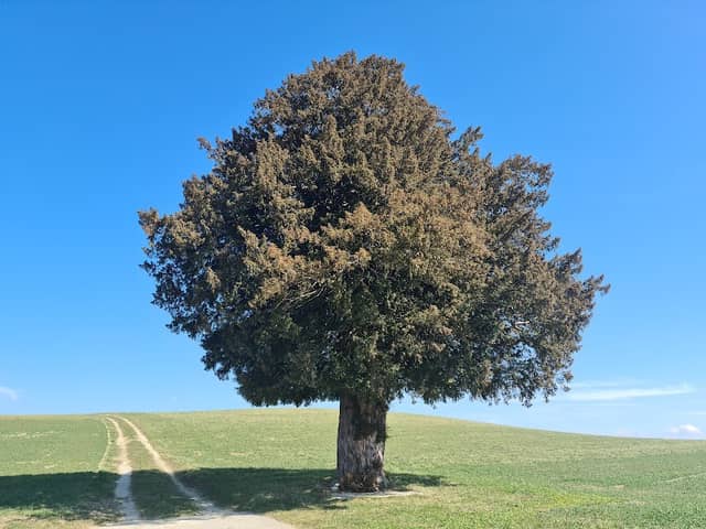 Taxus baccata - Image 1