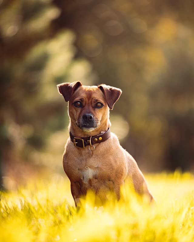 Fetch 52 - Image 1