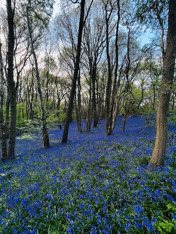 Burleigh Wood Nature Reserve - Image 1