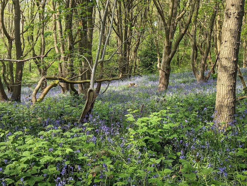 Burleigh Wood Nature Reserve - Image 2
