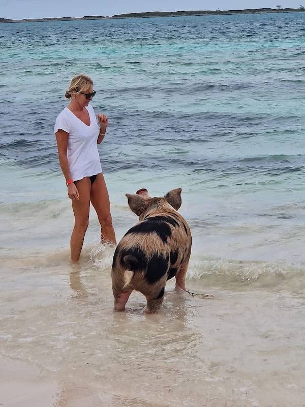 Pigs Beach - Image 1