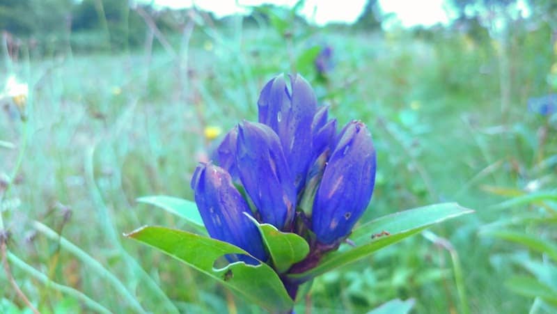 Chigoike - Image 3