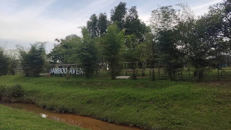 Bamboo Avenue - Image 2