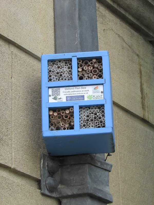 Oxford Plan Bee - Image 1