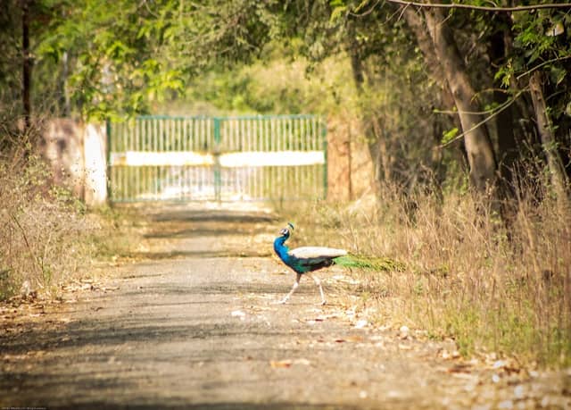 Maruti Chitampalli Park - Image 1