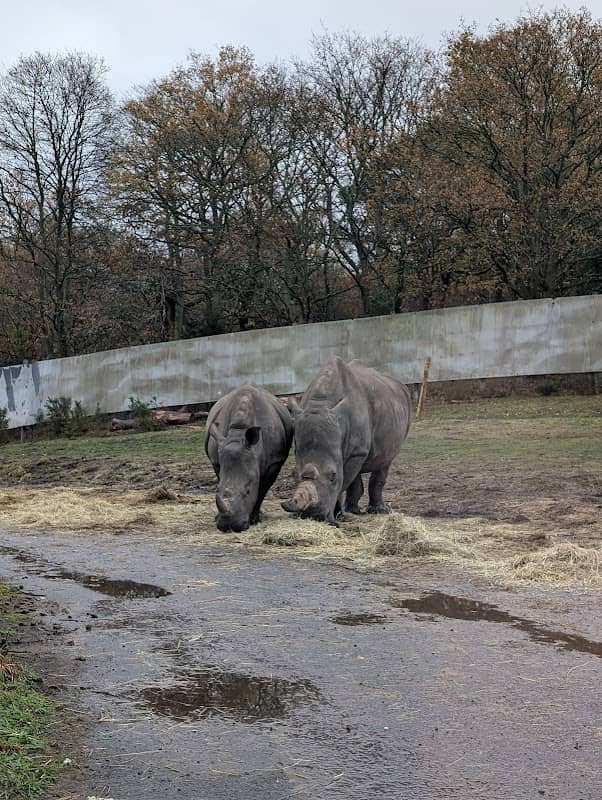 Rhinos - Image 2