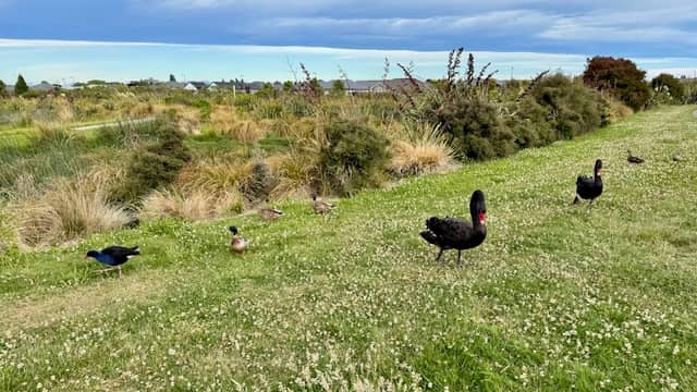 Vernon Drive Wildlife Ponds - Image 1