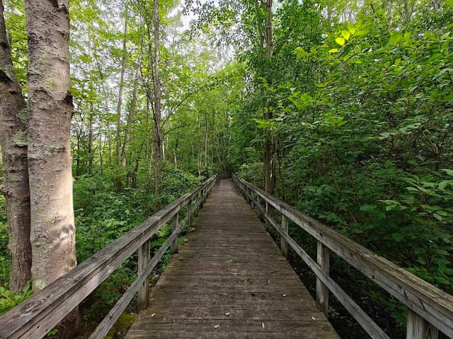 Huckleberry Swamp - Image 1