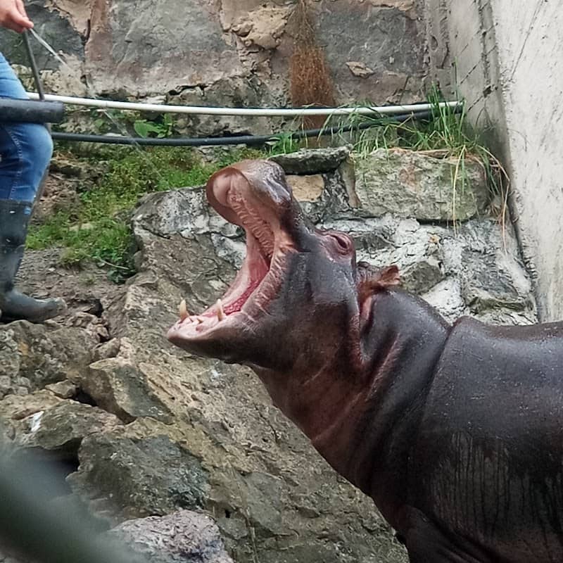 Fundación Zoológico Santacruz - Image 1