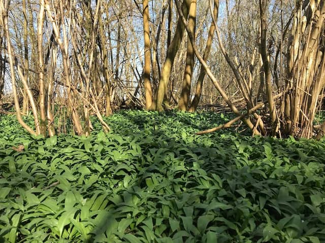 Bulls Wood - Image 1