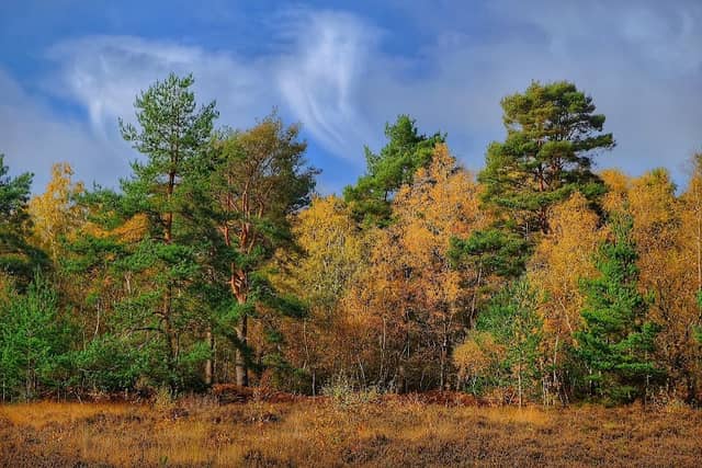 Whitmoor Common - Image 1