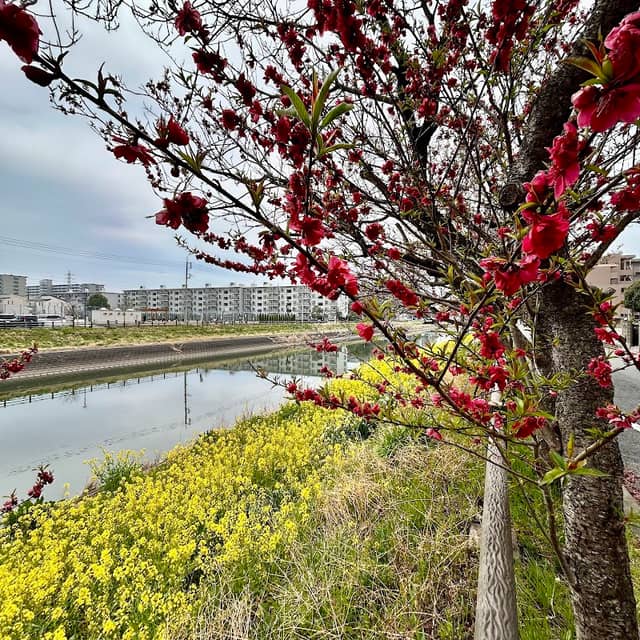 坂川の花桃 - Image 1