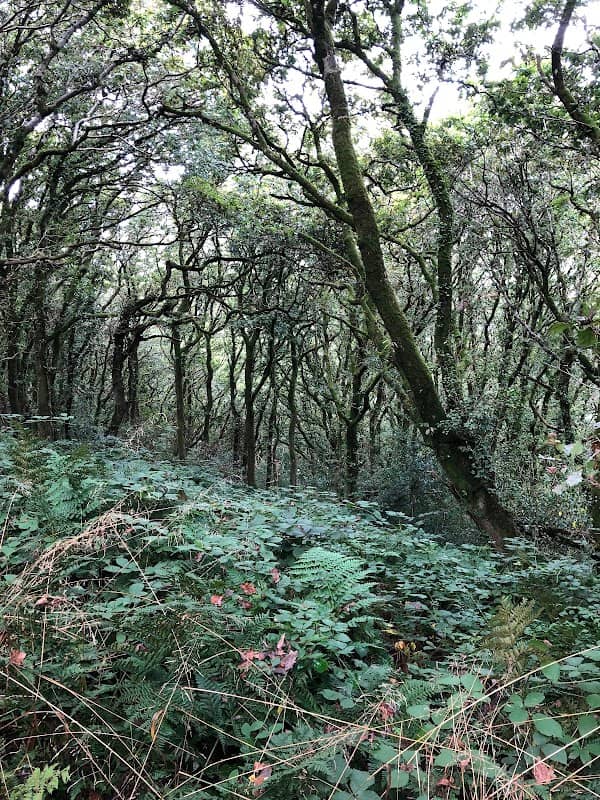Sacred Groves Coed Rhyal - Image 2