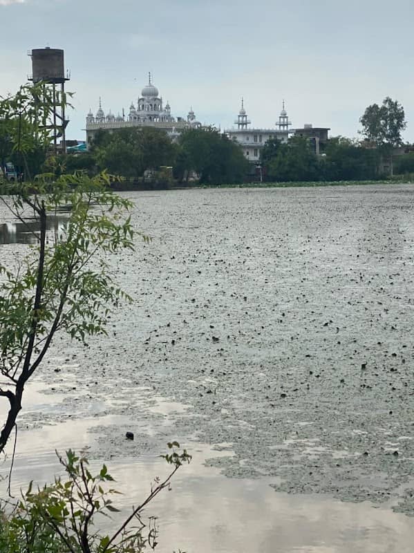 Mote Majra Lake - Image 1